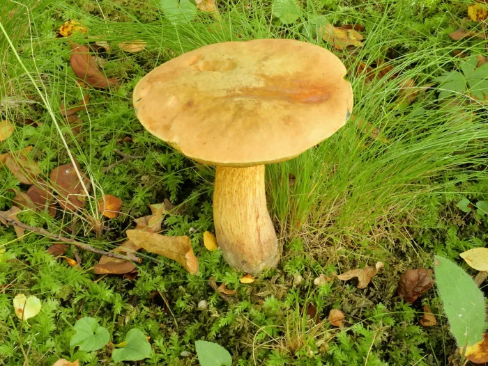 Suillellus luridus – Netzstieliger Hexen-Röhrling, der Hut ist hellbraun