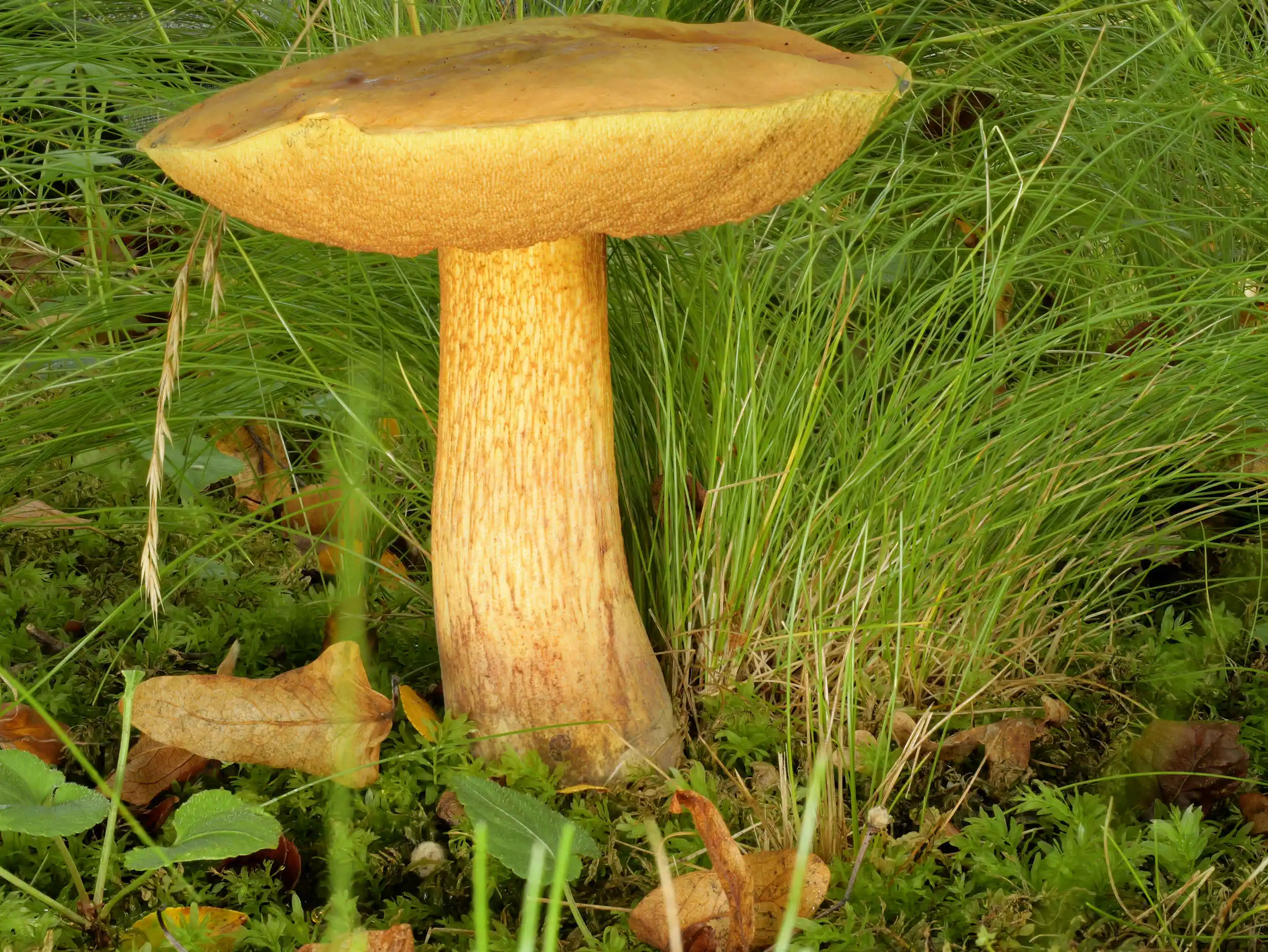 Suillellus luridus – Netzstieliger Hexen-Röhrling