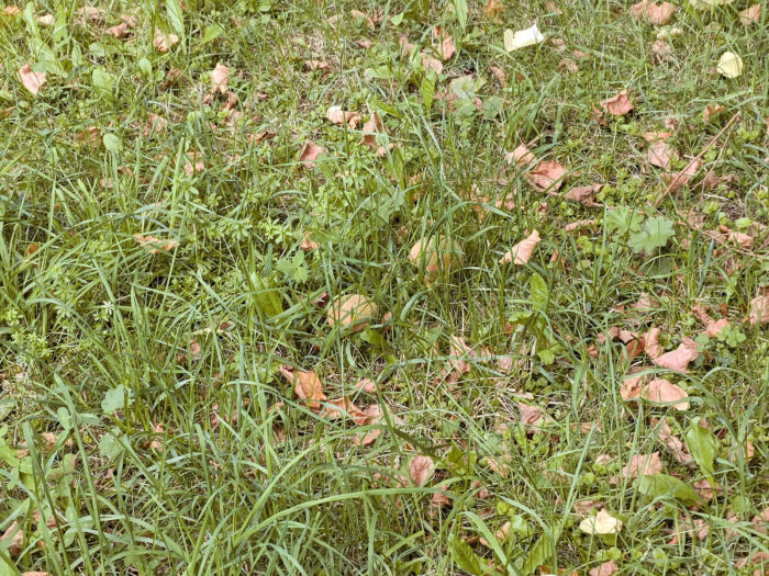 Suillellus luridus – Netzstieliger Hexen-Röhrling, junge Pilze