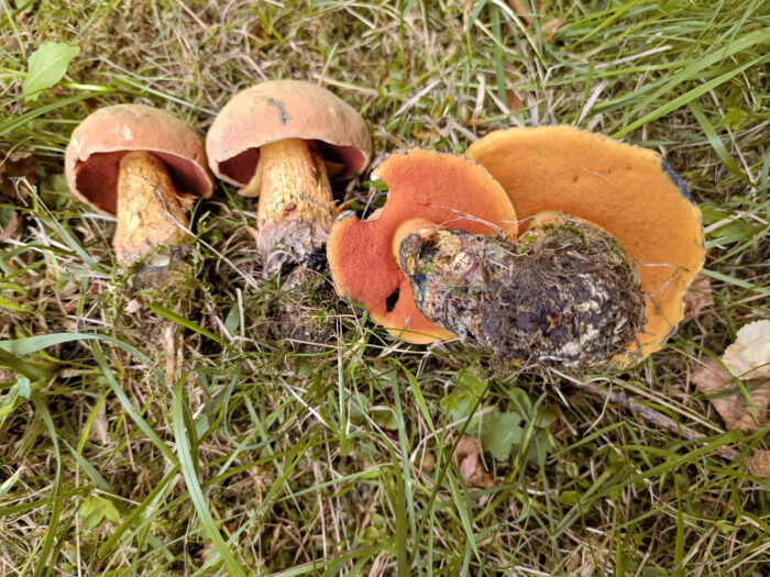 Suillellus luridus – Netzstieliger Hexen-Röhrling, schöne Gruppe in einem Park