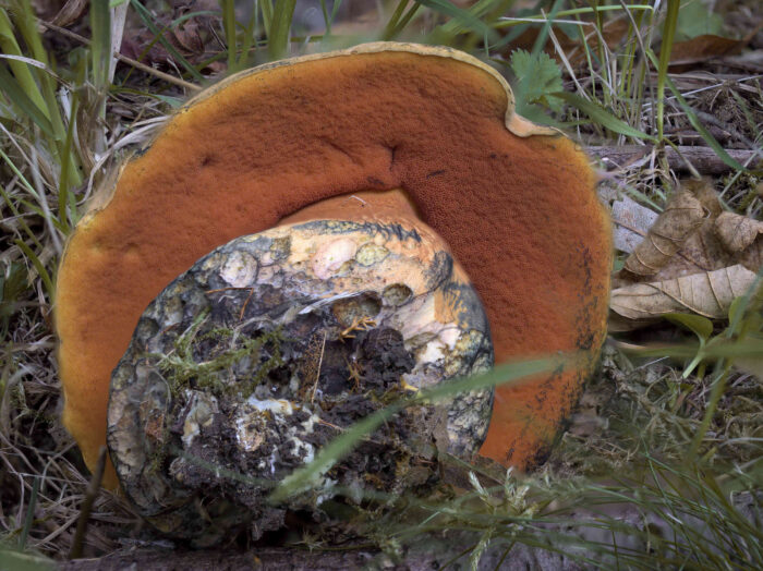 Suillellus luridus – Netzstieliger Hexen-Röhrling, die Röhren erscheinen weinrot