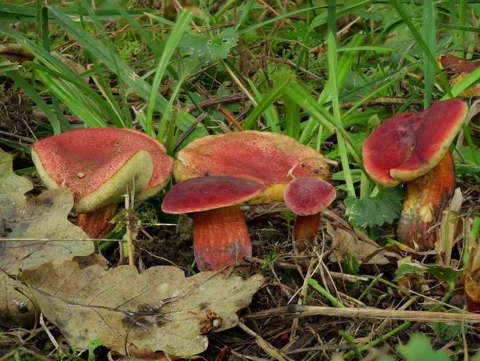 Xerocomus rubellus – Blutroter Röhrling, eine wunderschöne Gruppe junger Pilze