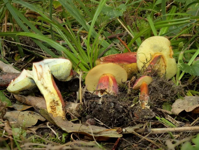 Xerocomus rubellus – Blutroter Röhrling, die Röhren sind jung gelb und blauen wenig