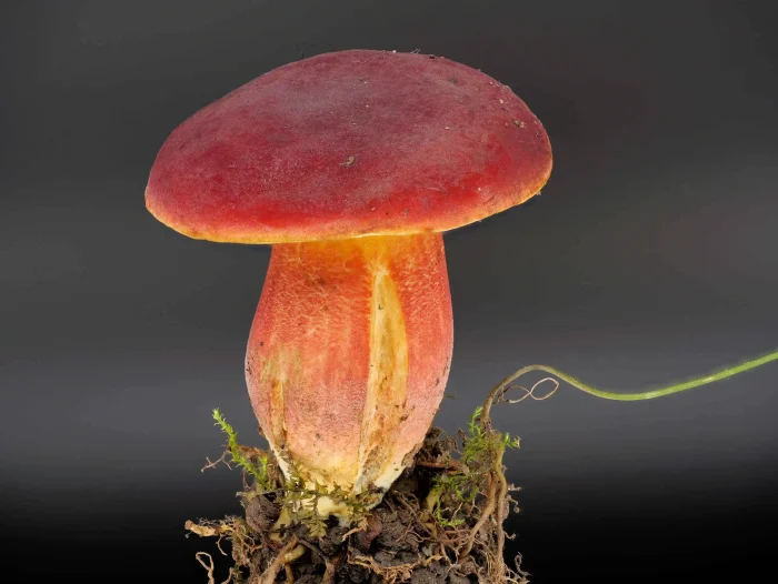 Xerocomus rubellus – Blutroter Röhrling, jung ist die blutrote Huthaut noch flächig rot