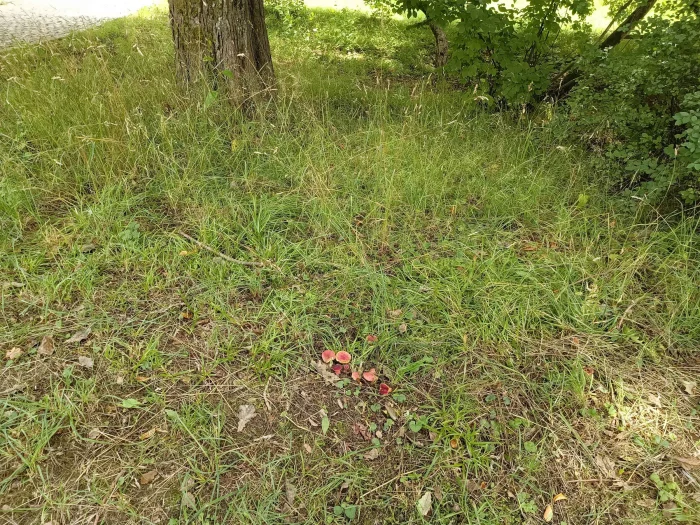 Xerocomus rubellus – Blutroter Röhrling, Fundort bei Eiche in einem Park