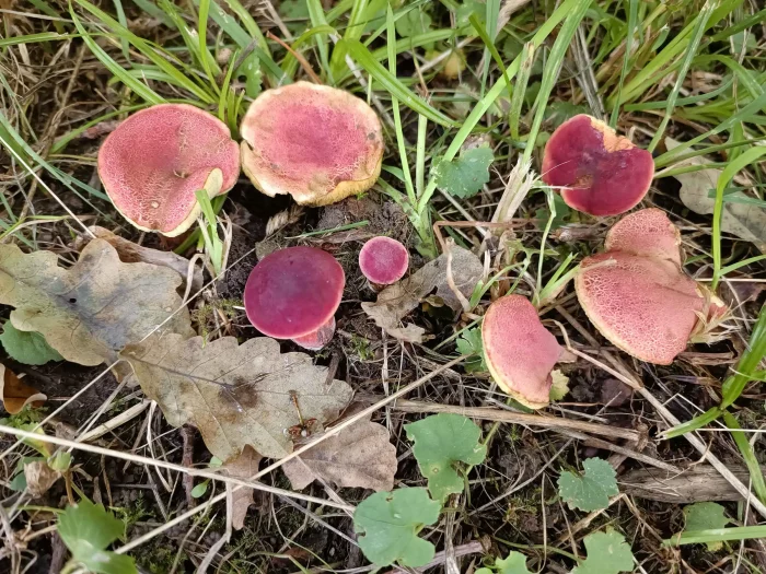Xerocomus rubellus – Blutroter Röhrling, im Alter reißt die rote Huthaut auf und gibt das gelbe Hutfleisch frei