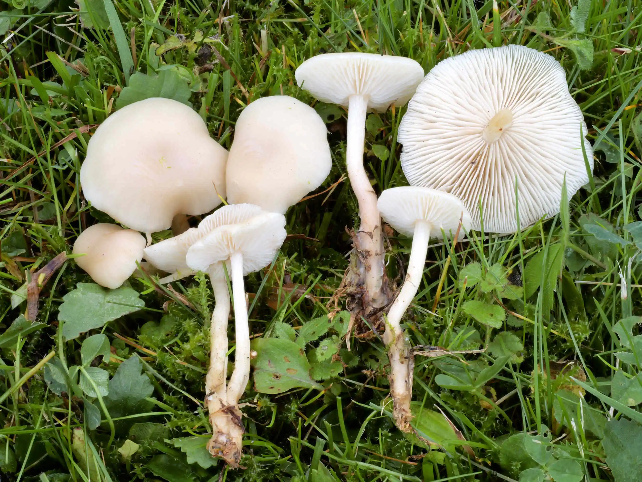 Clitocybe agrestis – Wiesentrichterling
