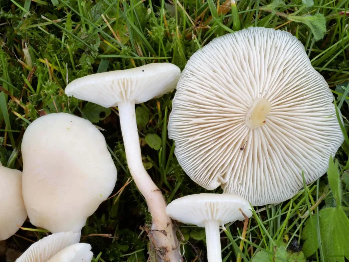 Clitocybe agrestis – Wiesentrichterling, Blick in die Lamellen, viele Zwischenlamellen