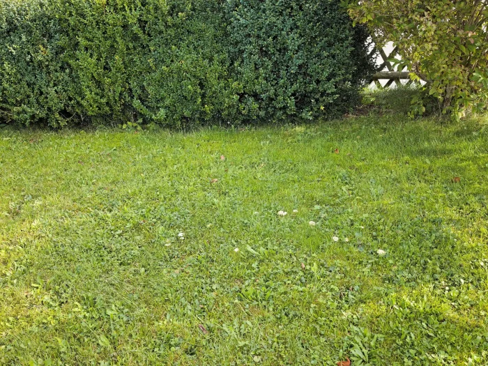 Clitocybe agrestis – Wiesentrichterling, die Pilze wachsen in meinem Garten