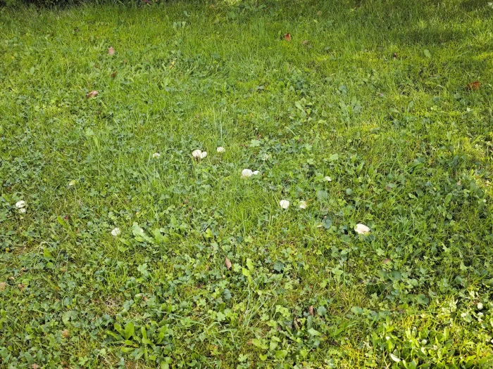 Clitocybe agrestis – Wiesentrichterling, hier in einem halben Hexenring