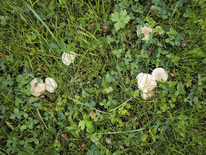 Clitocybe agrestis – Wiesentrichterling, die Oberfläche der Hüte ist wachsartig