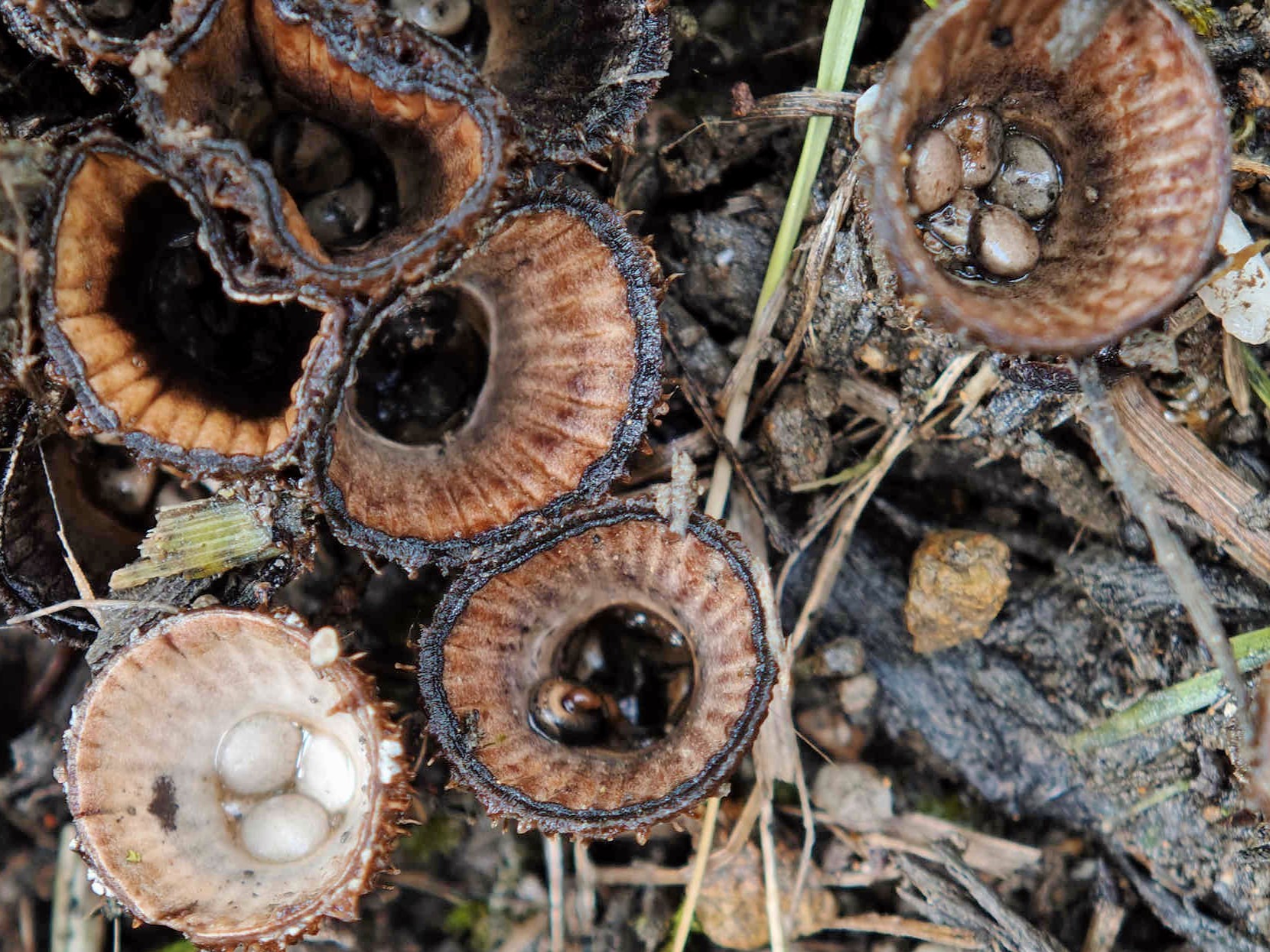 Cyathus striatus – Gestreifter Teuerling