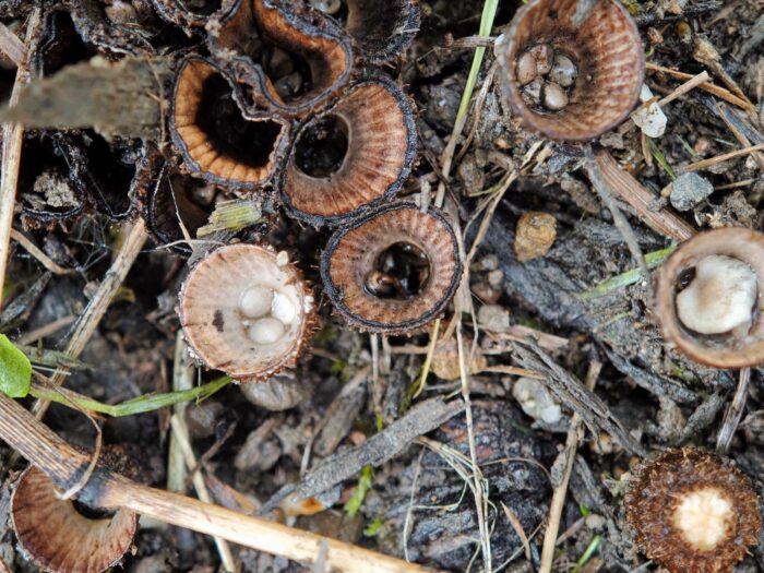 Cyathus striatus – Gestreifter Teuerling, helle, runde Sporenbehälter und die namensgebenden Streifen in den Bechern