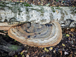 Ganoderma applanatum &ndash; Wulstiger Lackporling, identischer Pilz am Birkenstamm, 3 Jahre sp&auml;ter