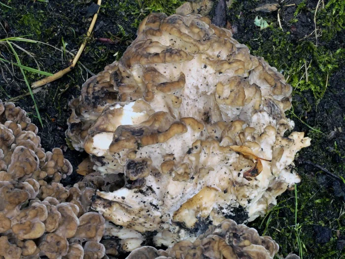 Grifola frondosa – Gemeiner Klapperschwamm, seitlicher Blick in den Fruchtkörper