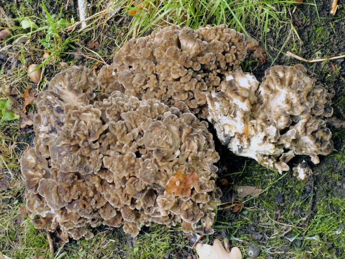 Grifola frondosa – Gemeiner Klapperschwamm, diese Pilze sind gute Speisepilze