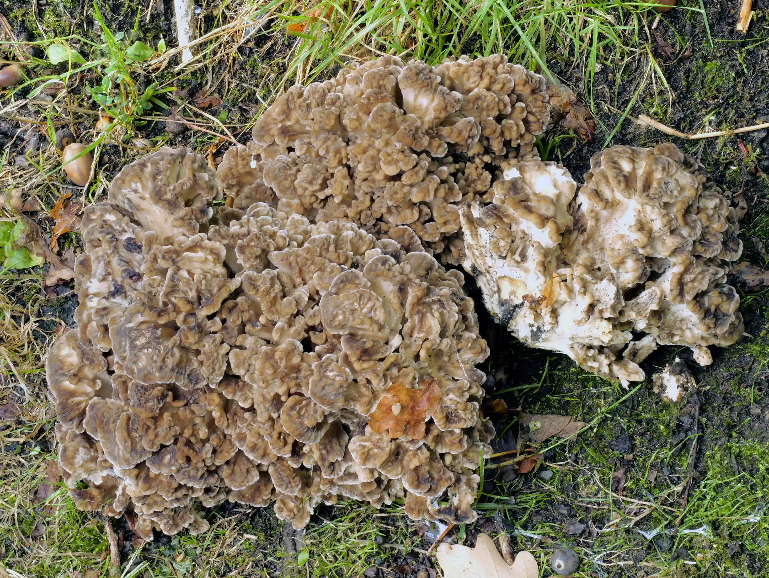 Grifola frondosa – Gemeiner Klapperschwamm