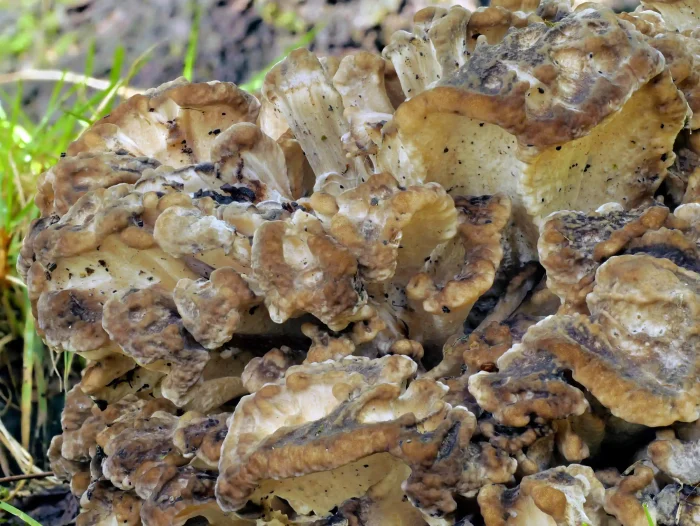 Grifola frondosa – Gemeiner Klapperschwamm, Fruchtkörper im Detail