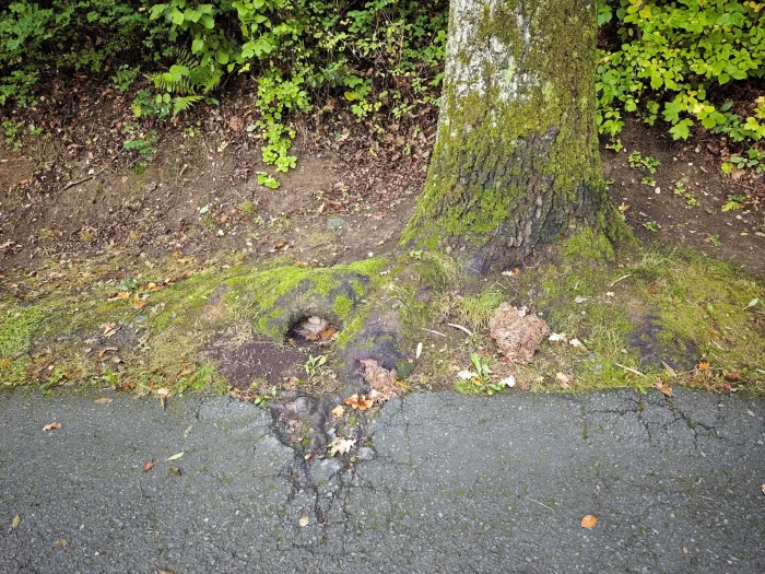 Grifola frondosa – Gemeiner Klapperschwamm, selbst in dem Hohlraum links wächst ein Pilz