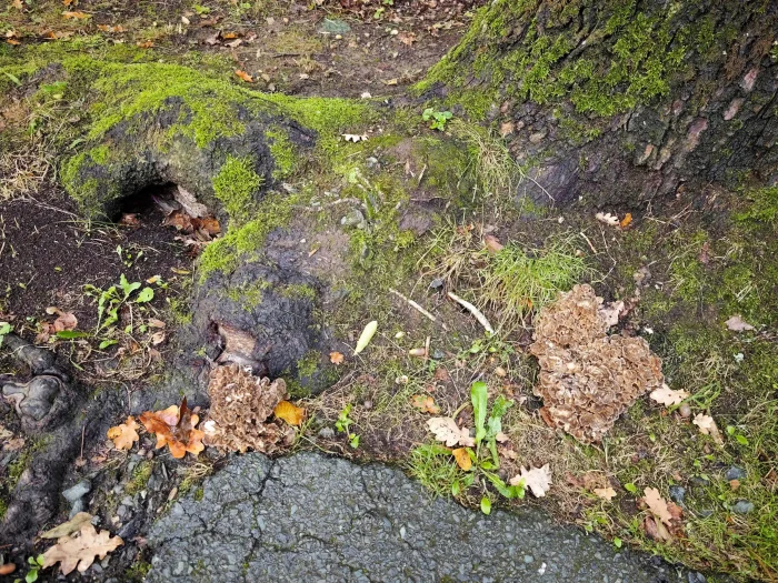 Grifola frondosa – Gemeiner Klapperschwamm, mehrere Fruchtkörper an den Wurzeln der Eiche