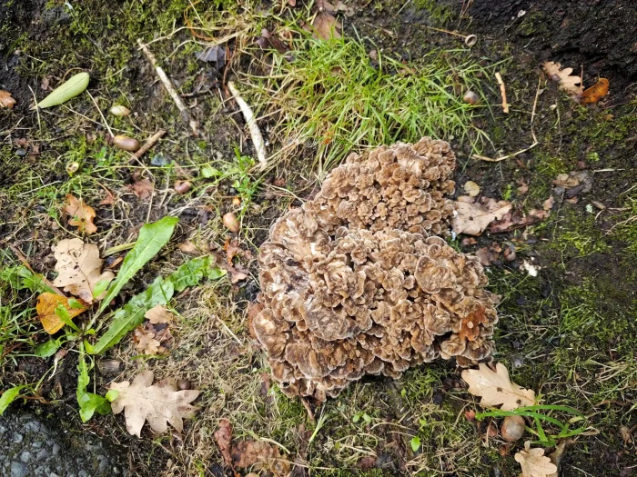 Grifola frondosa – Gemeiner Klapperschwamm, rund 25 cm großes, noch recht kleines Exemplar