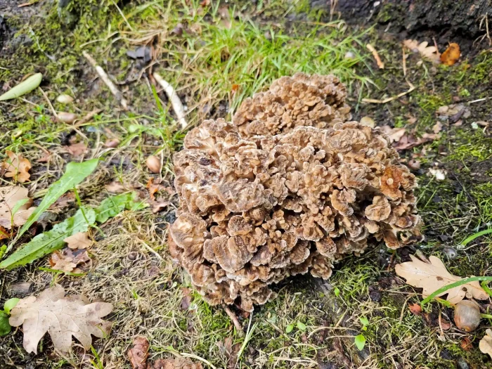 Grifola frondosa – Gemeiner Klapperschwamm, typische Färbung und Erscheinung
