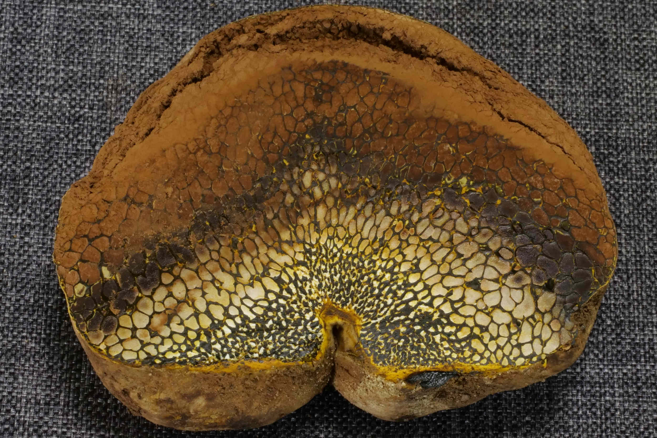 Pisolithus arhizus – Erbsenstreuling, Prachtexemplar des Erbsenstreuling, Schiefer-Trüffel oder auch Böhmische-Trüffel genannt