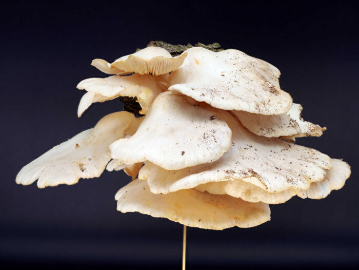 Pleurotus pulmonarius – Lungen-Seitling, die Hüte sitzen dachziegelartig übereinander