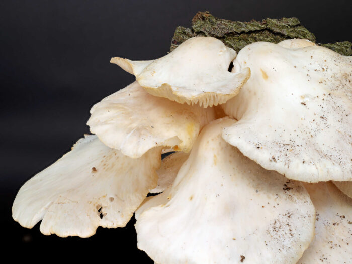 Pleurotus pulmonarius – Lungen-Seitling, die Hüte sind glatt und fast weiß, leicht gelblich