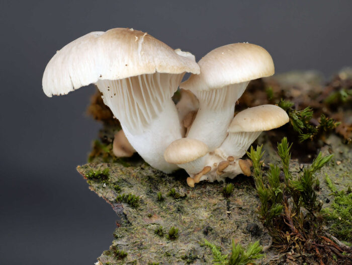 Pleurotus pulmonarius – Lungen-Seitling, junge Exemplare auf Buchenholz