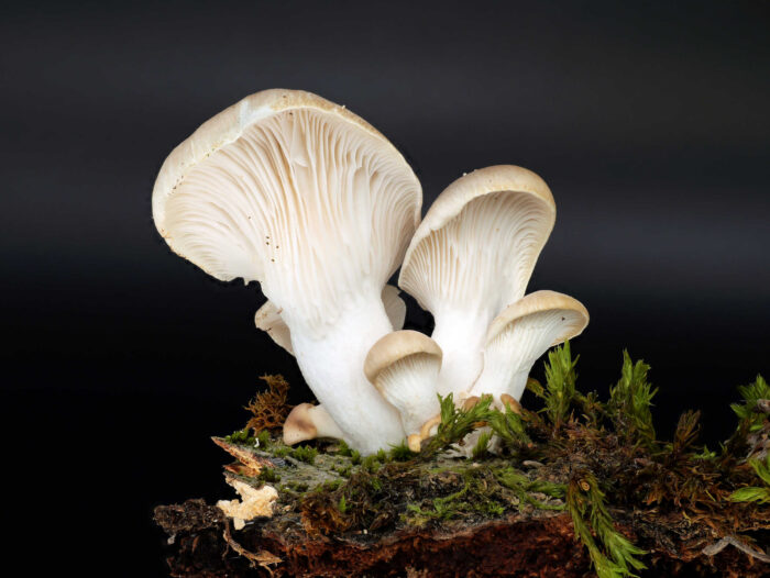 Pleurotus pulmonarius – Lungen-Seitling, junge Exemplare auf Buchenholz