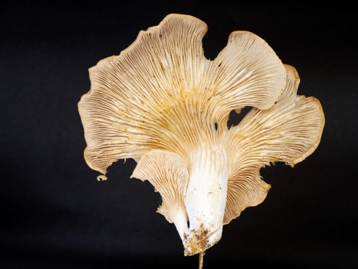Pleurotus pulmonarius – Lungen-Seitling, altes Exemplar mit gelblichen Lamellen