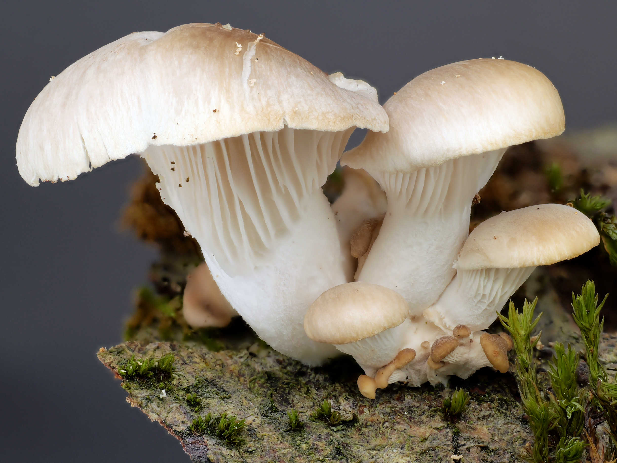 Pleurotus pulmonarius – Lungen-Seitling