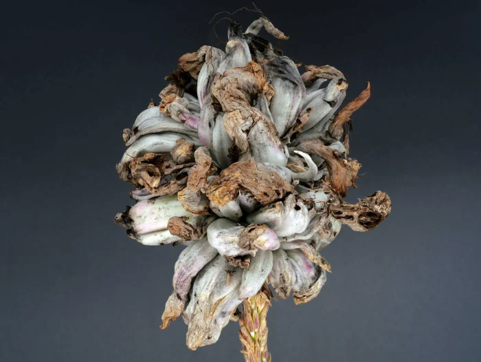 Ustilago maydis – Maisbeulenbrand, männliche Blüte, durch Pilz verursachte Kolbenbildung