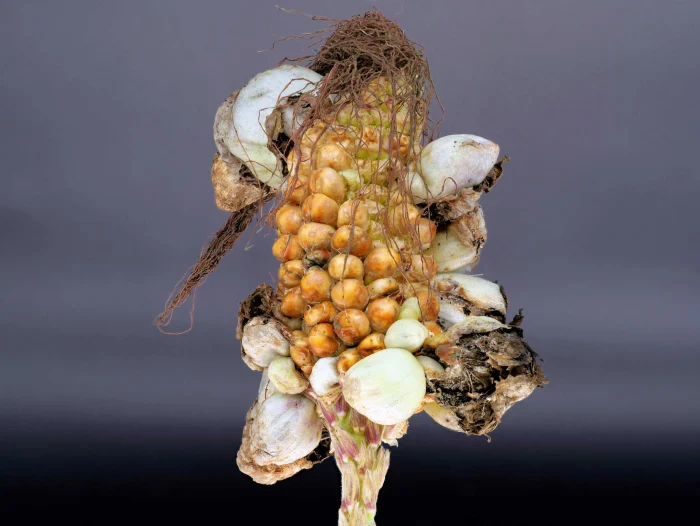 Ustilago maydis – Maisbeulenbrand, männliche Blüte, durch Pilz verursachte Kolbenbildung