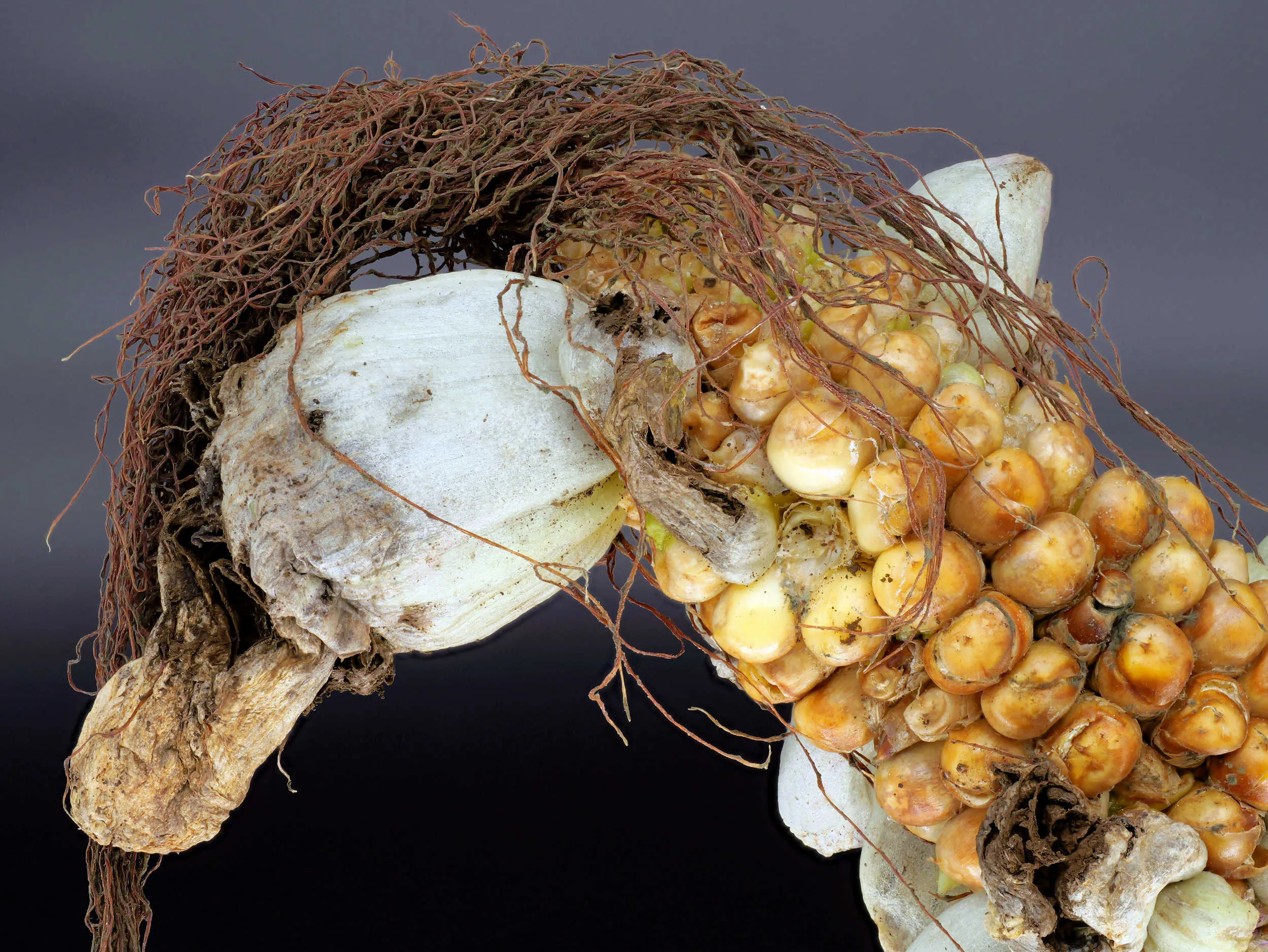 Ustilago maydis – Maisbeulenbrand
