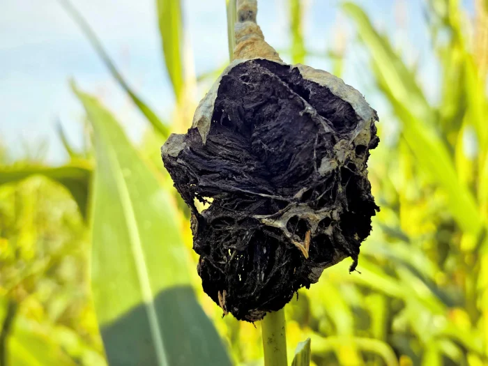 Ustilago maydis – Maisbeulenbrand, reife Brandbeule mit schwarzem Sporenpulver