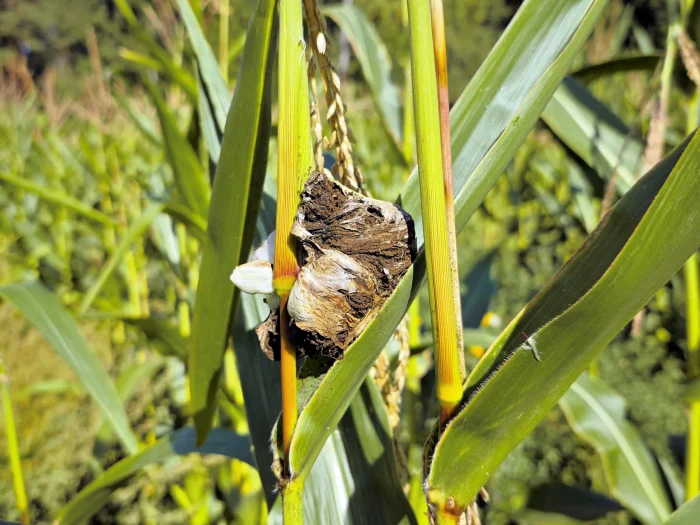 Ustilago maydis – Maisbeulenbrand, reife Brandbeule am Haupttrieb