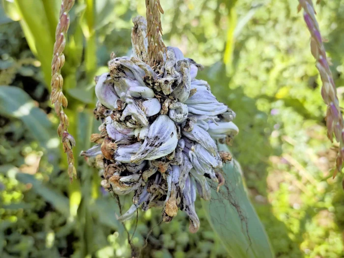 Ustilago maydis – Maisbeulenbrand, hier an einer männlichen Blüte