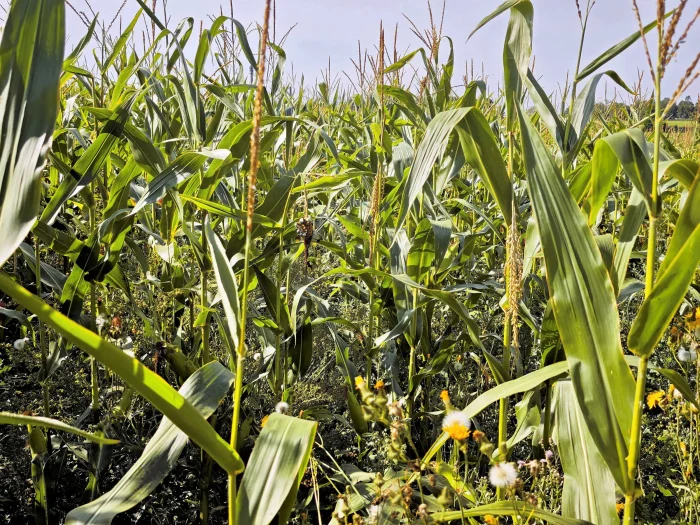 Ustilago maydis – Maisbeulenbrand, leicht links im Bild eine befallene Pflanze