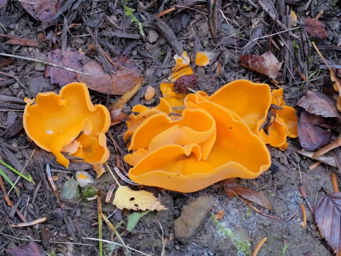 Aleuria aurantia – Gemeiner Orangebecherling, die Becher können bis 7 cm breit werden