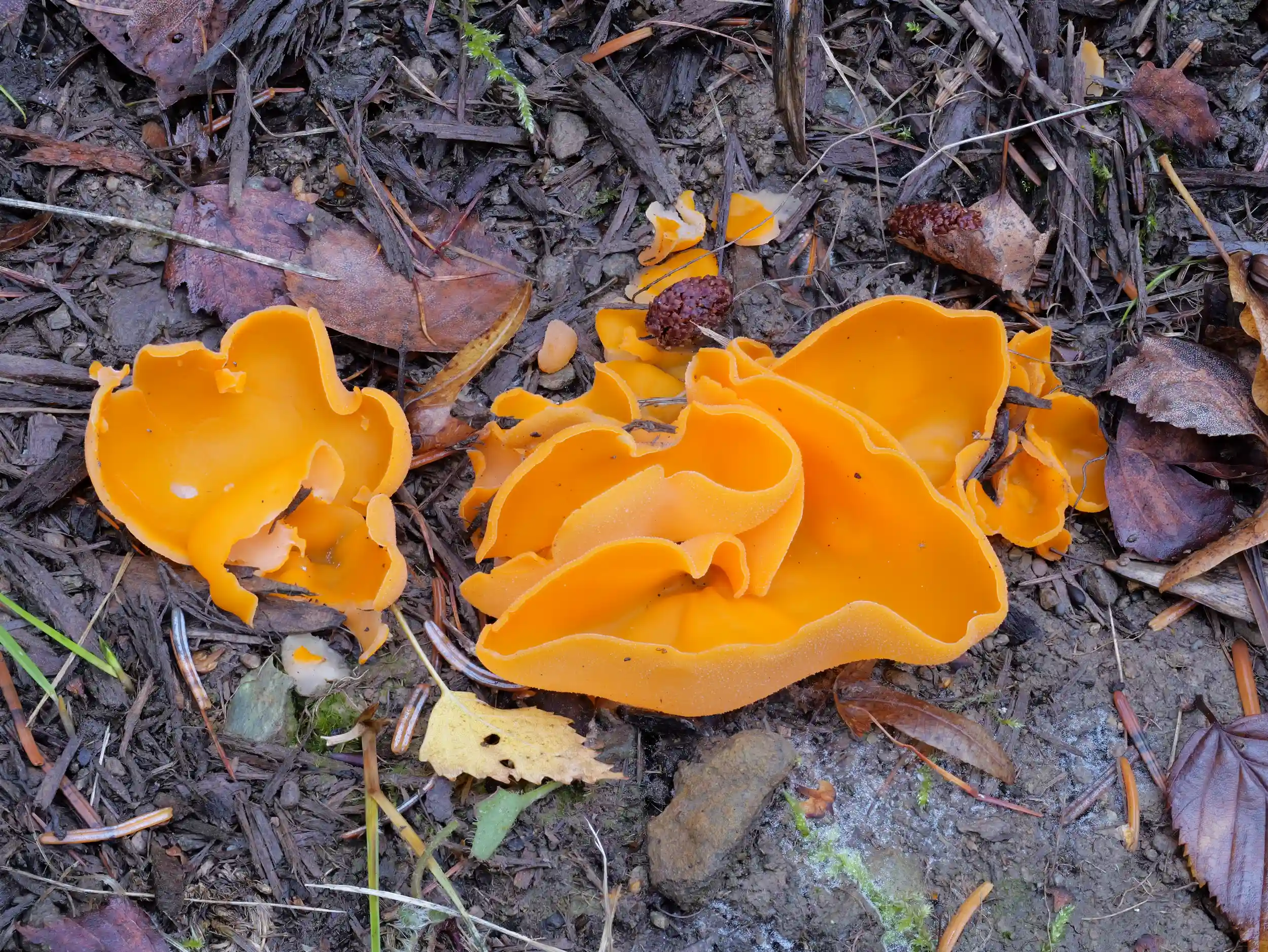 Aleuria aurantia – Gemeiner Orangebecherling Aleuria aurantia – Gemeiner Orangebecherling