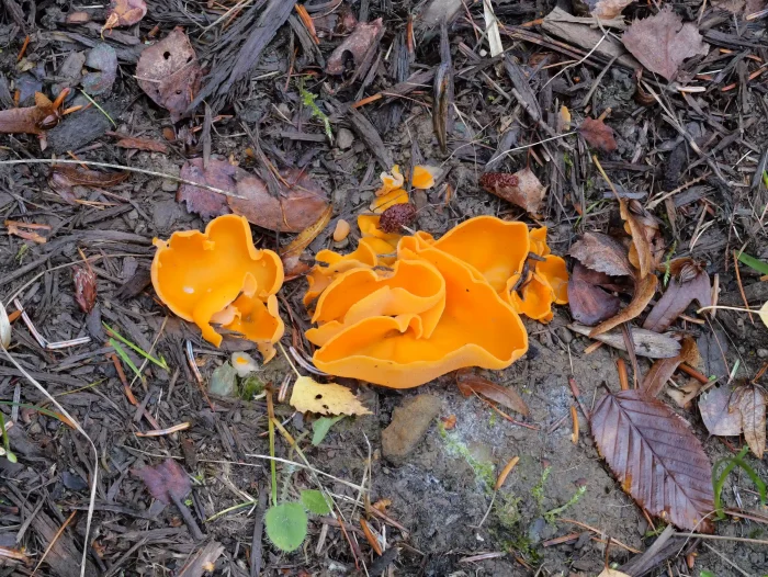 Aleuria aurantia – Gemeiner Orangebecherling, die Pilze sind lewicht brüchig