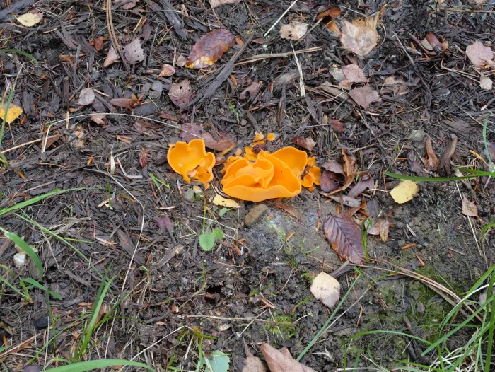 Aleuria aurantia – Gemeiner Orangebecherling, durch ihre Farbe sind sie leicht zu finden