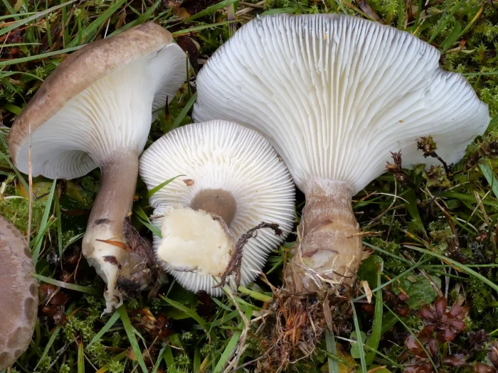 Ampulloclitocybe clavipes – Keulenfuß-Trichterling, typisch der namensgebende, verdickte Fuß