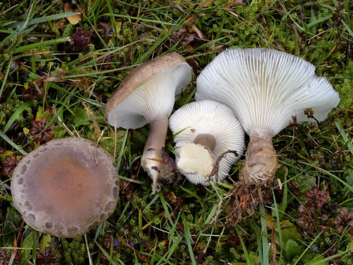 Ampulloclitocybe clavipes – Keulenfuß-Trichterling, teils fleckige Hüte und weit herablaufende Lamellen