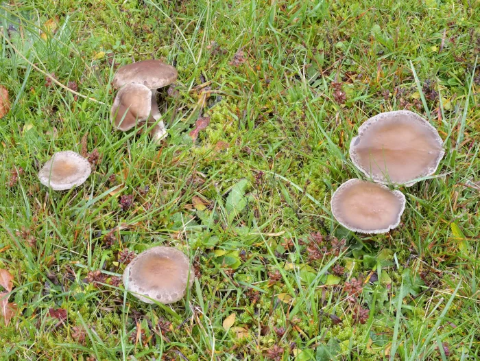 Ampulloclitocybe clavipes – Keulenfuß-Trichterling, ist im Herbst in Gruppen keine Seltenheit