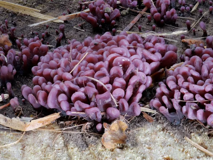 Ascocoryne sarcoides – Fleischroter Gallertbecher, Makroaufnahme, die Pilze sind 3 mm hoch