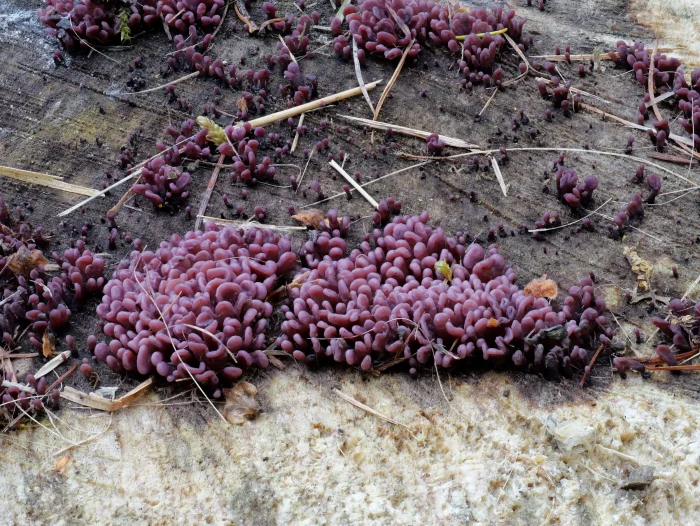 Ascocoryne sarcoides – Fleischroter Gallertbecher, bei feuchter Witterung auf Totholz zu finden