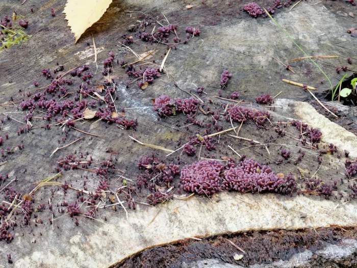 Ascocoryne sarcoides – Fleischroter Gallertbecher, die kleinen Pilze sind meist immer violett, nicht fleischfarben
